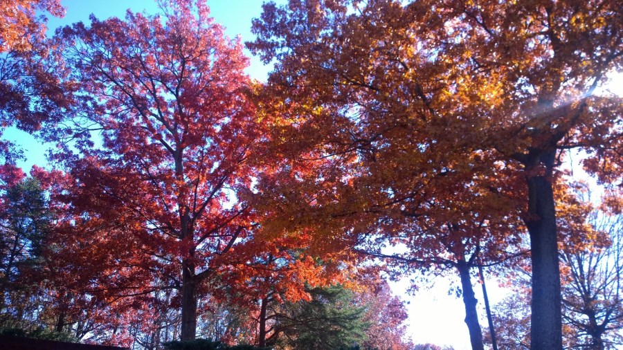 WP_20171126_12_20_55_Pro